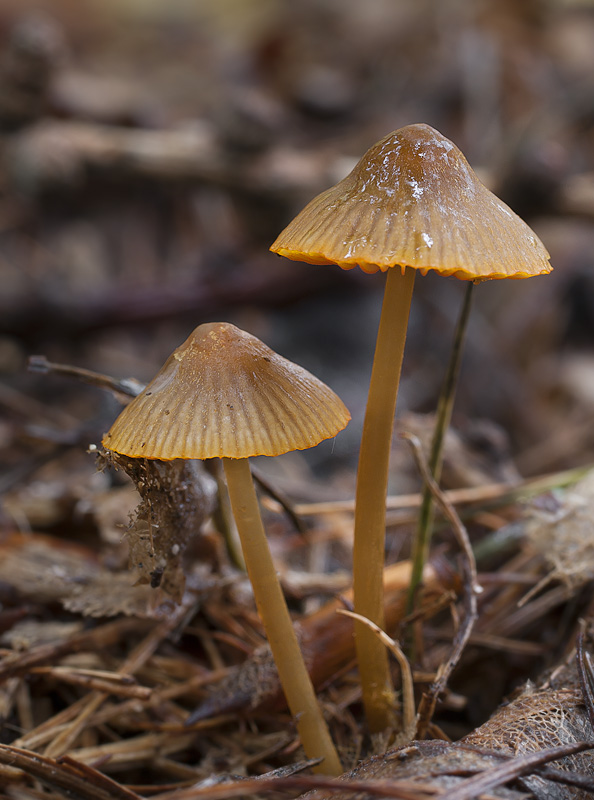 Mycena aurantiomarginata